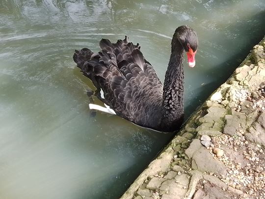 Swan at Pashley Manor
