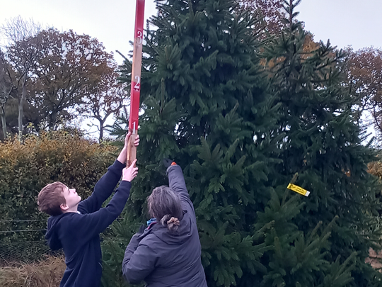 Students measuring a Christmas tree